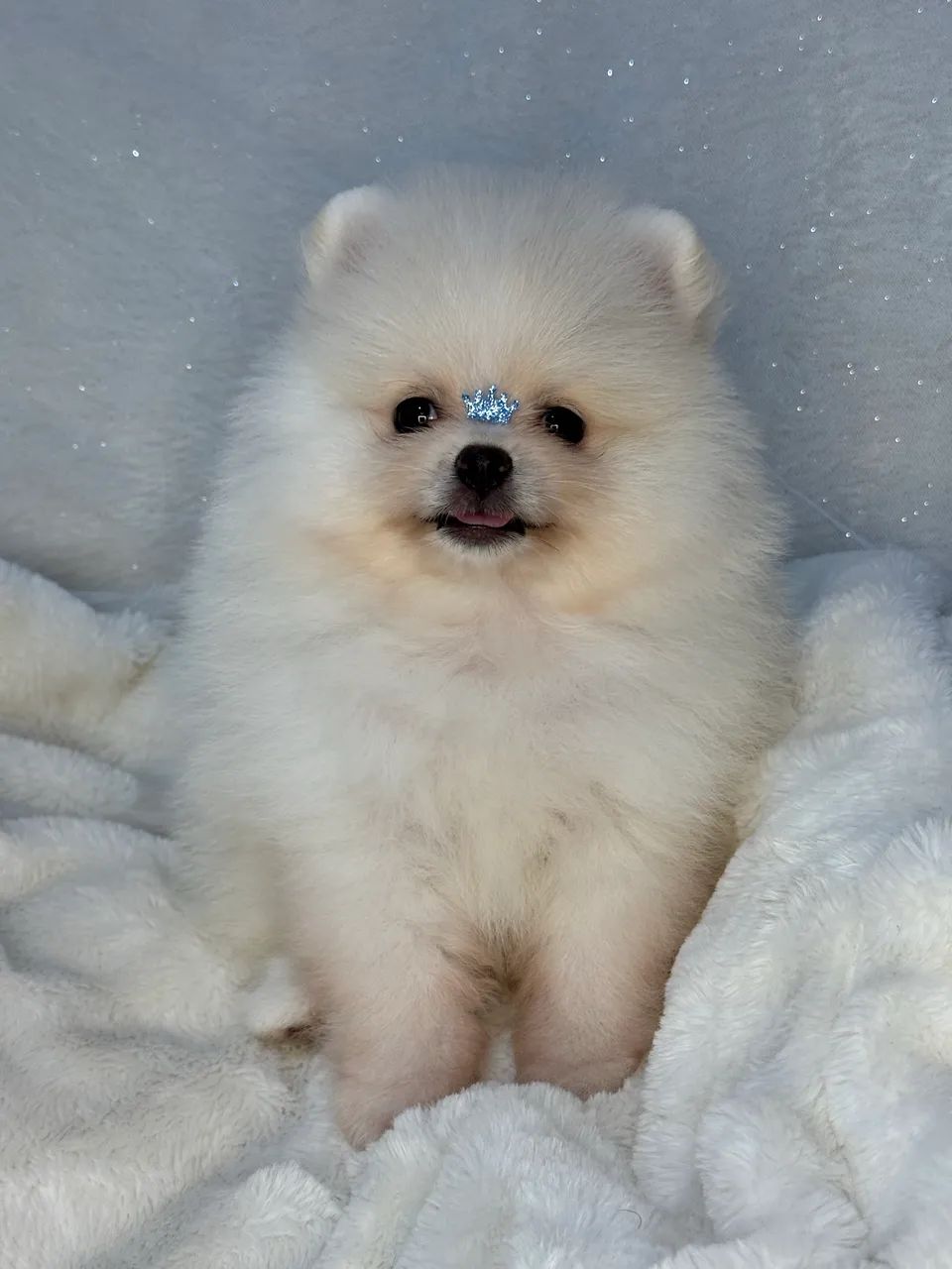Spitz Alemão (Lulu da Pomerânia)  - Foto 2