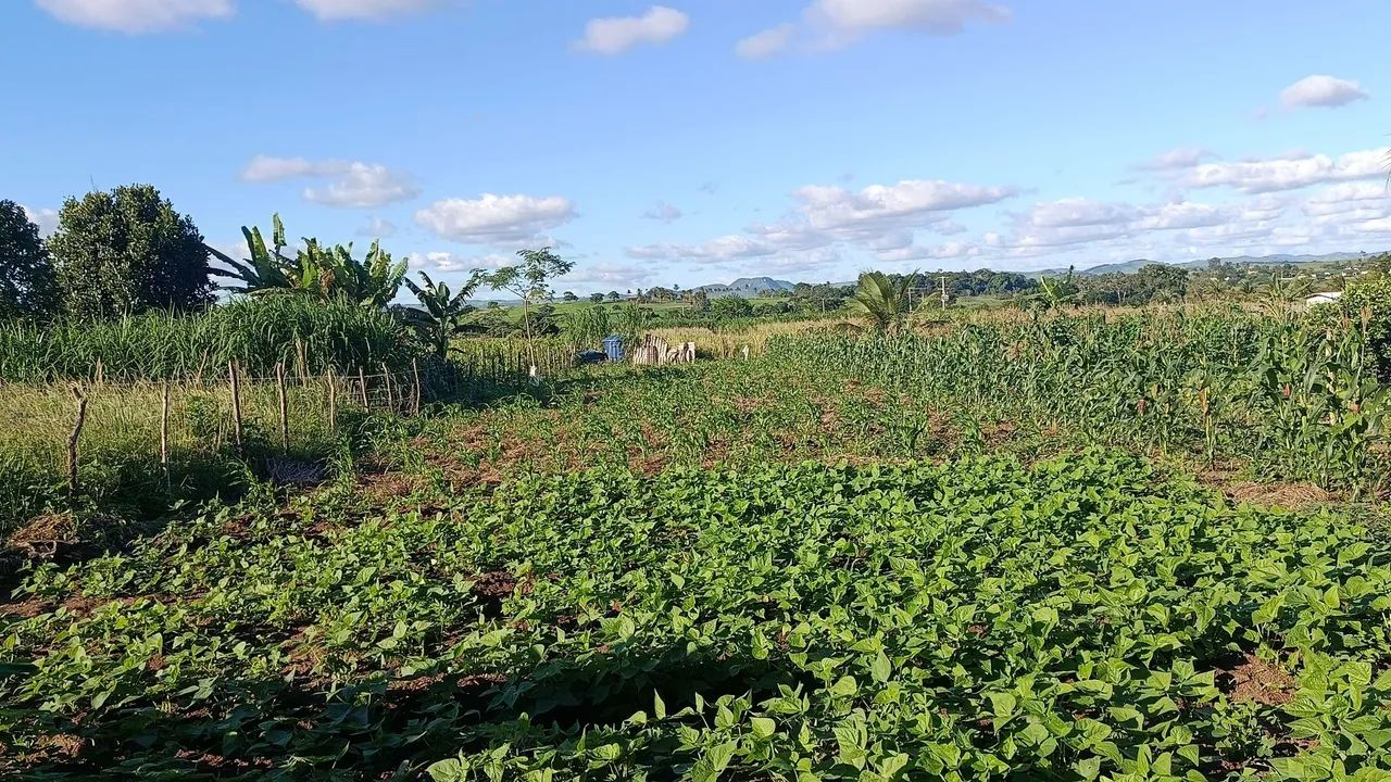 Vendo chácara na cidade de Belém Alagoas  - Foto 2