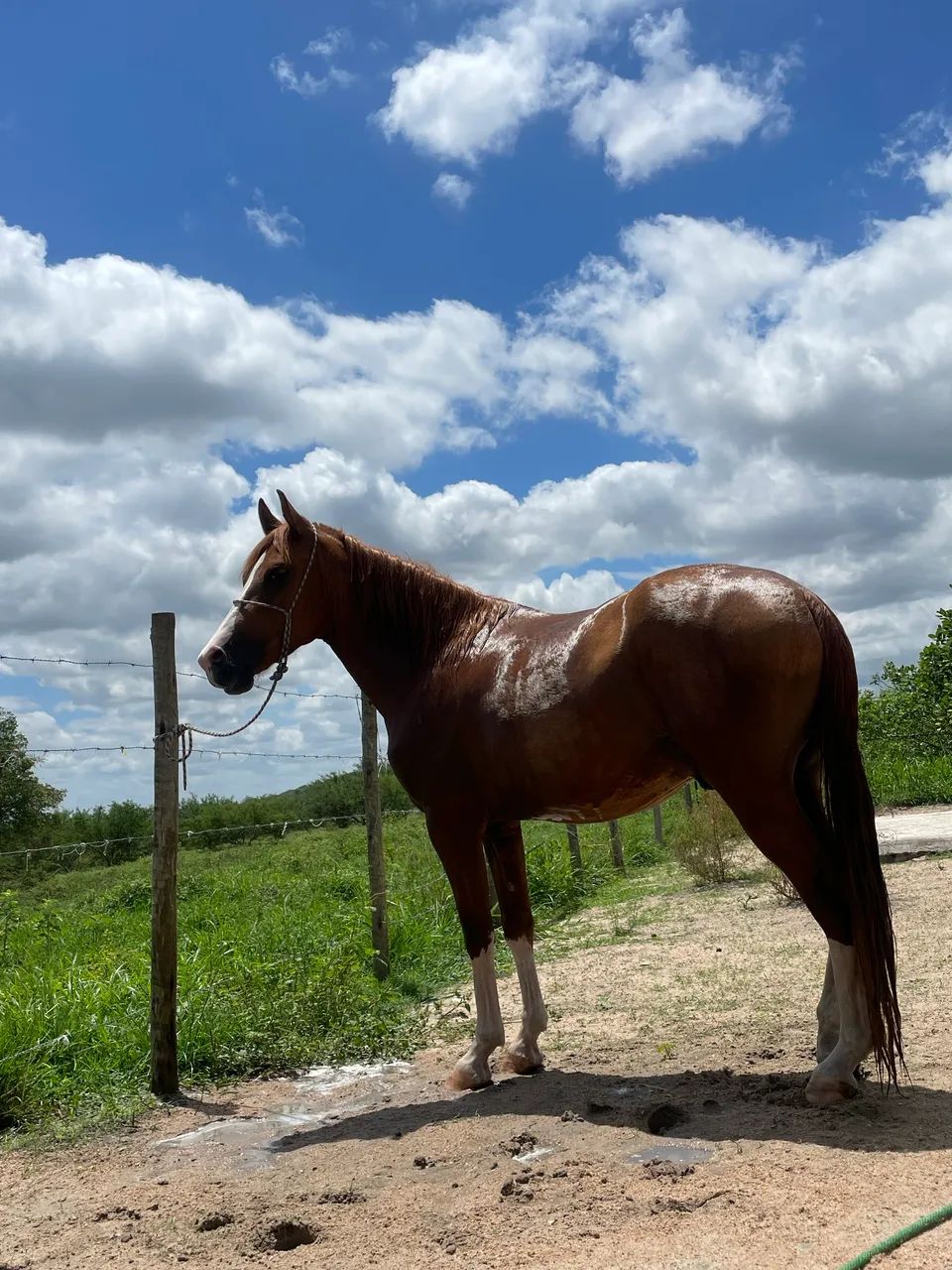Cavalo Mangalarga Marchador - Foto 3