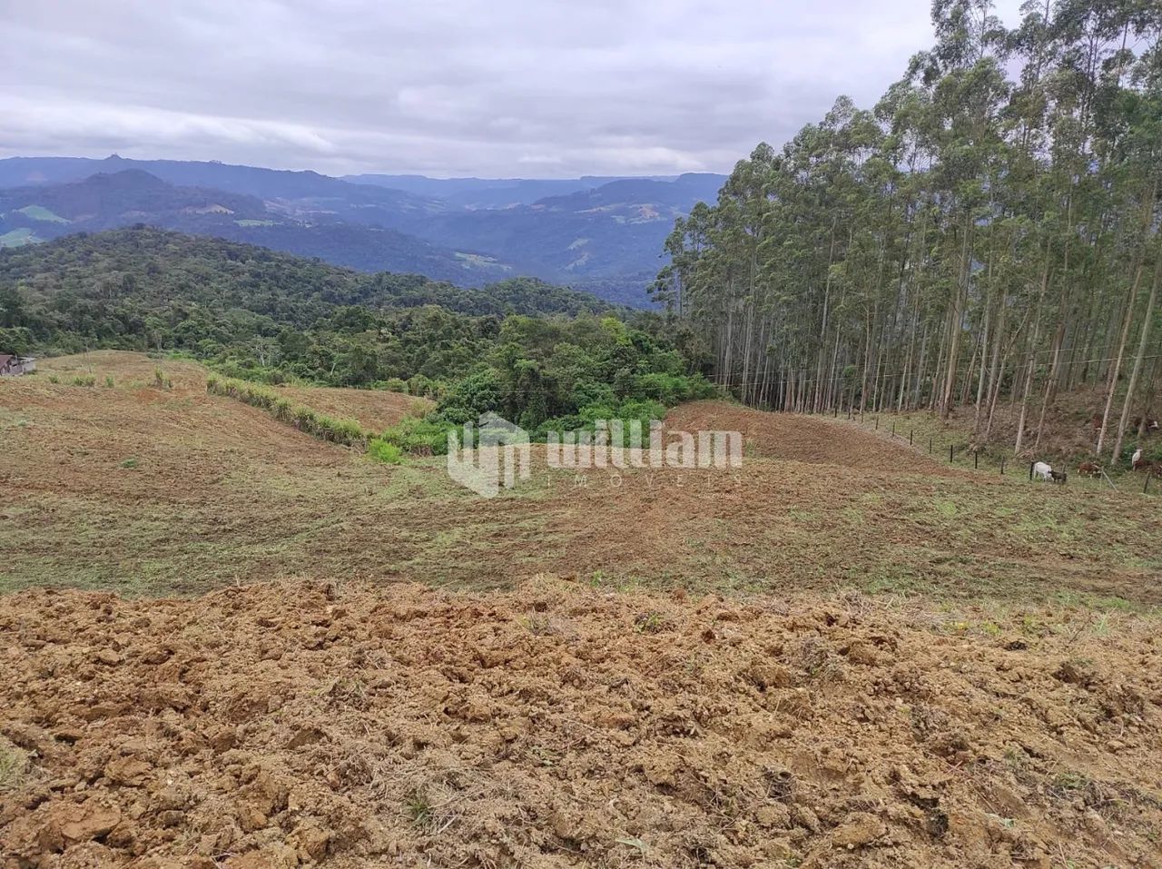 TERRENO PARA EXPLORAÇAO DE PLANTIO - Foto 4