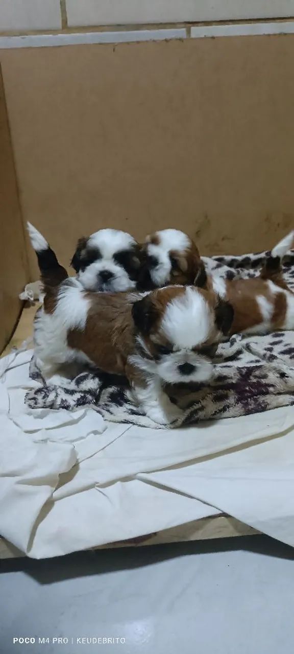 Shihtzus  - Foto 5