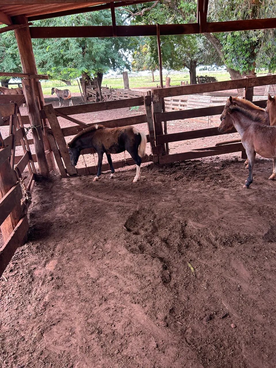 Pôneis lote  - Foto 2
