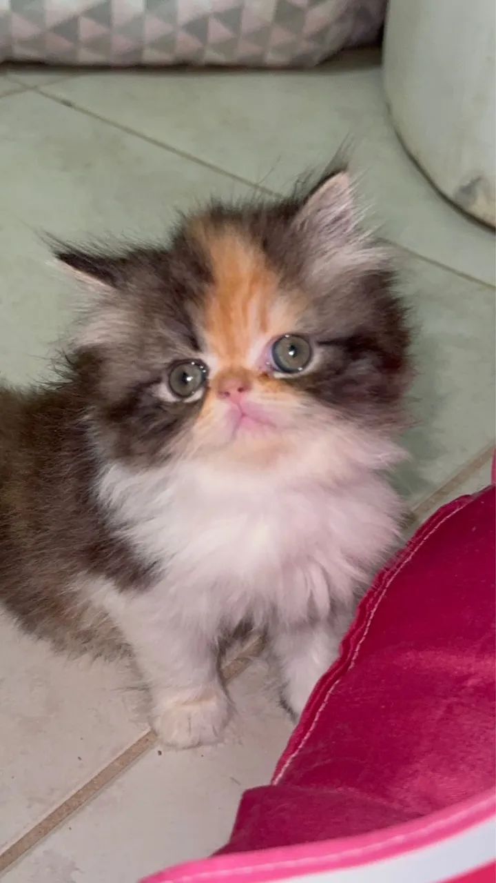 Filhote gatos persa  - Foto 6