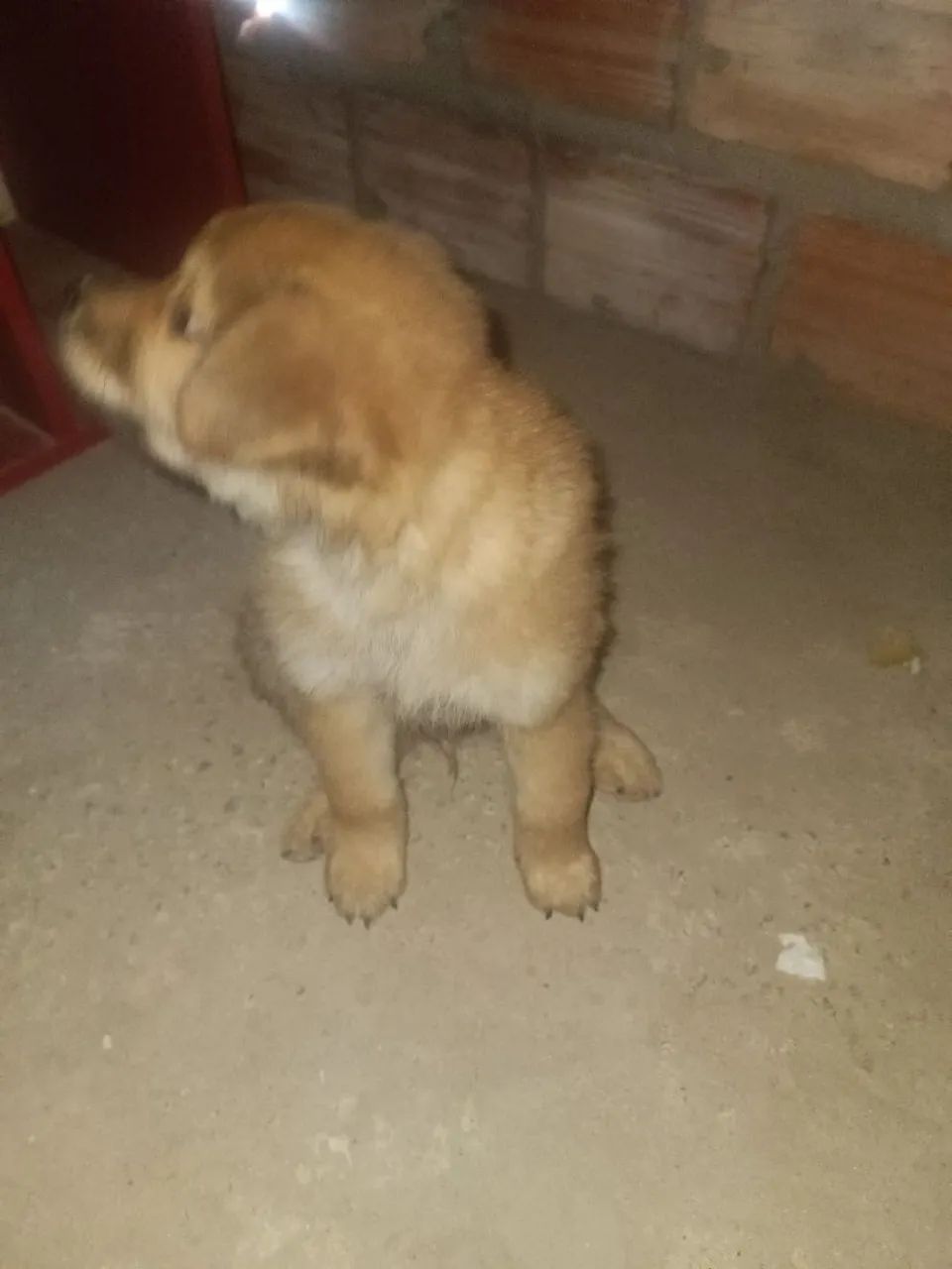 Cachorro 