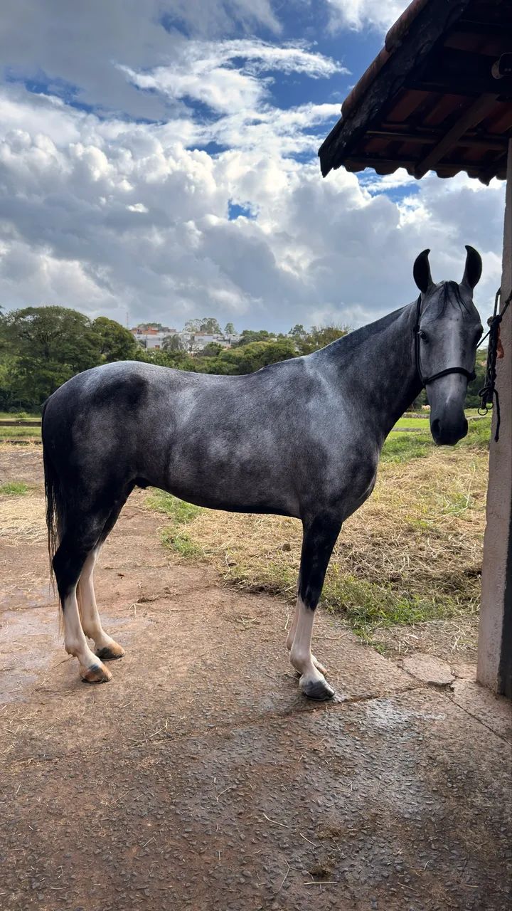 Cavalo Mangalarga Marchador 