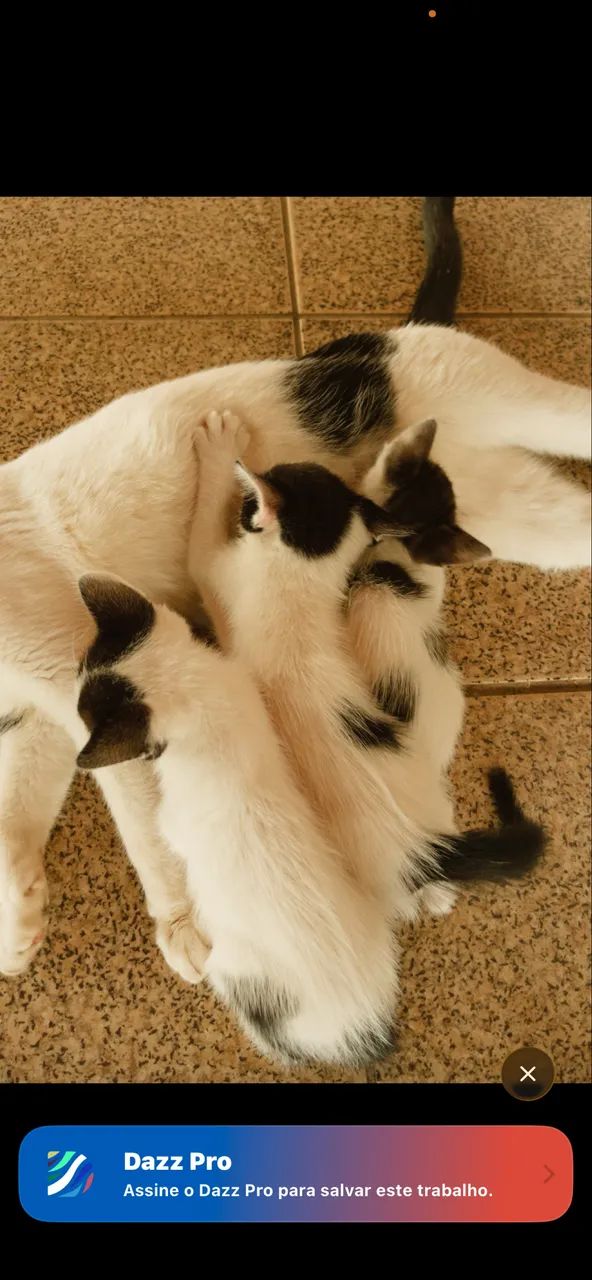Filhotes de gato  - Foto 2
