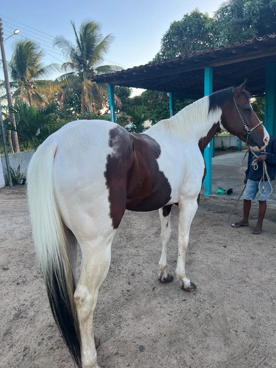 Pra vender animal de patrão 