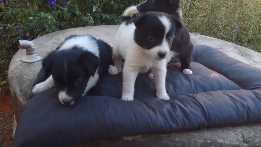 Vende-se filhotes de Border Collie - Foto 5