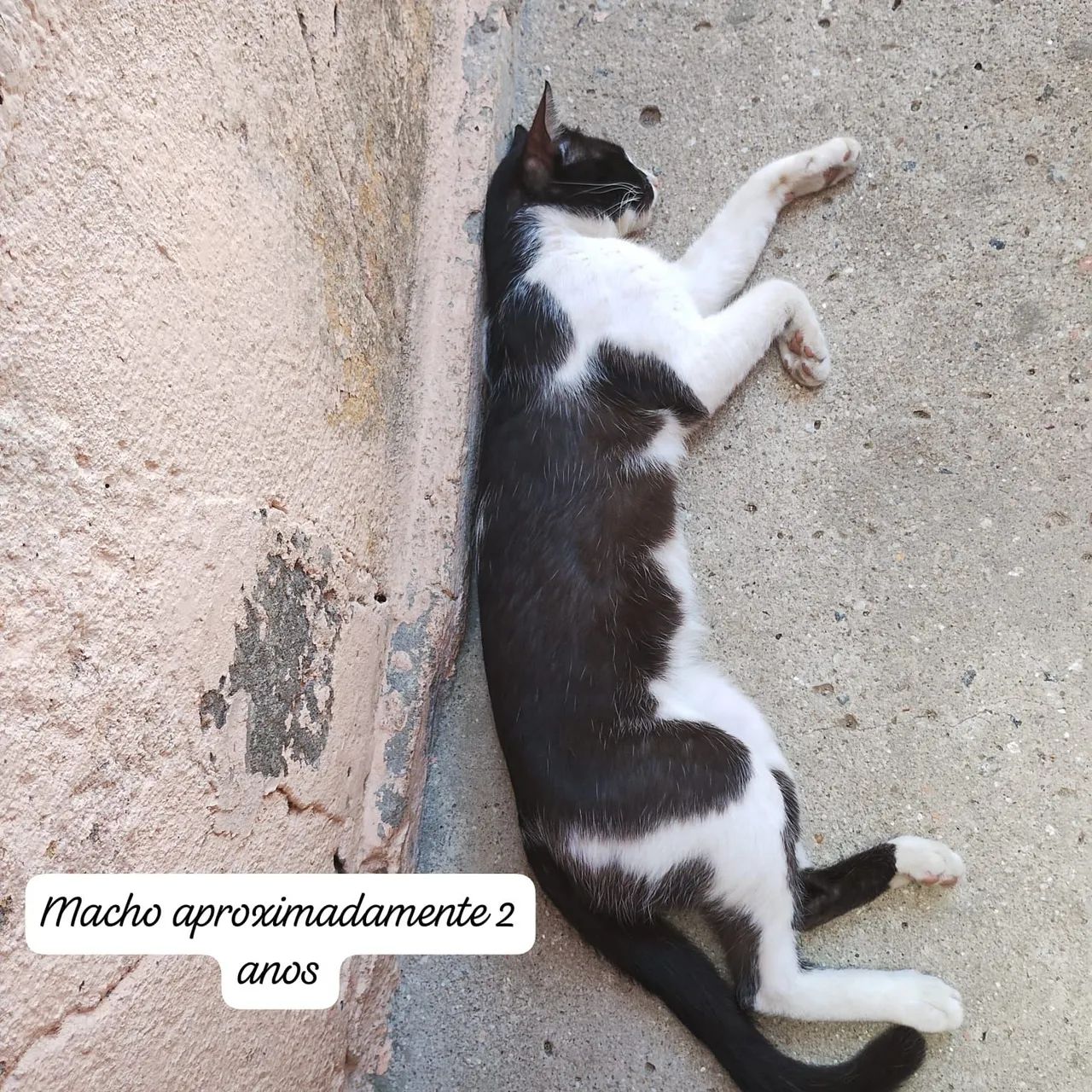 Gatos doação abandonado  - Foto 3