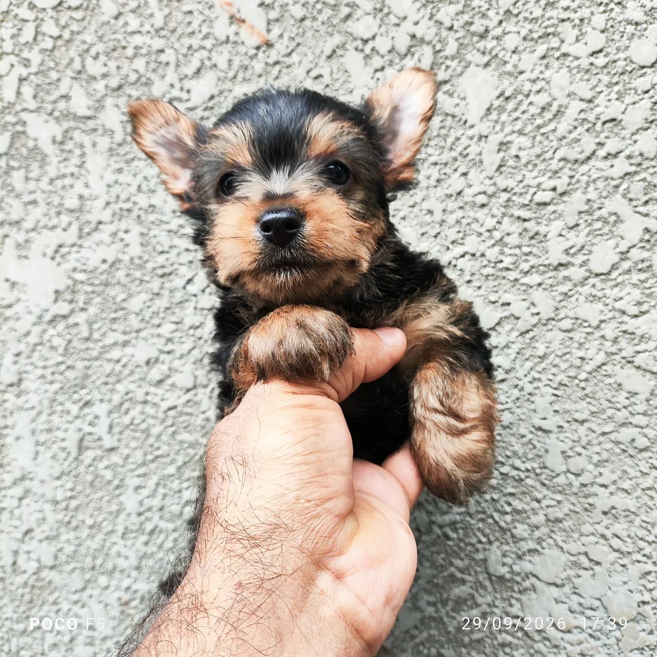 Yorkshire terrier - Foto 2