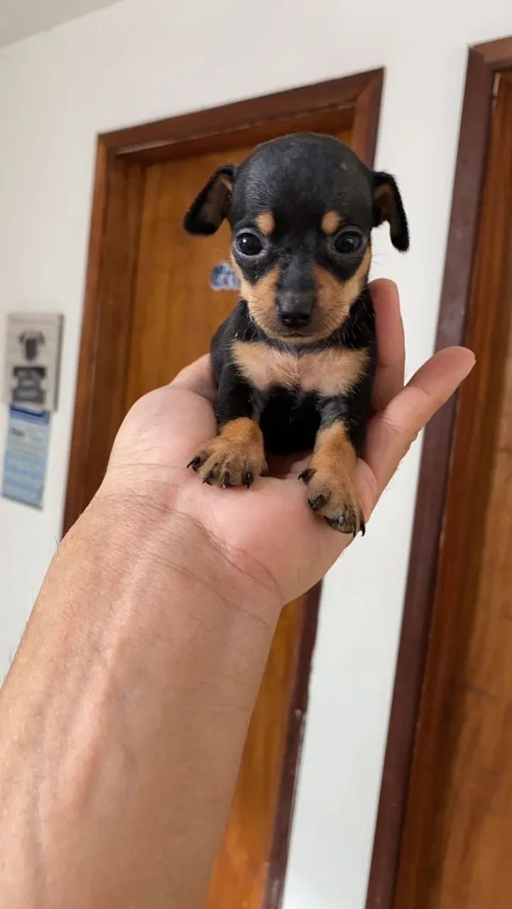 PINSCHER ZERO - Foto 2