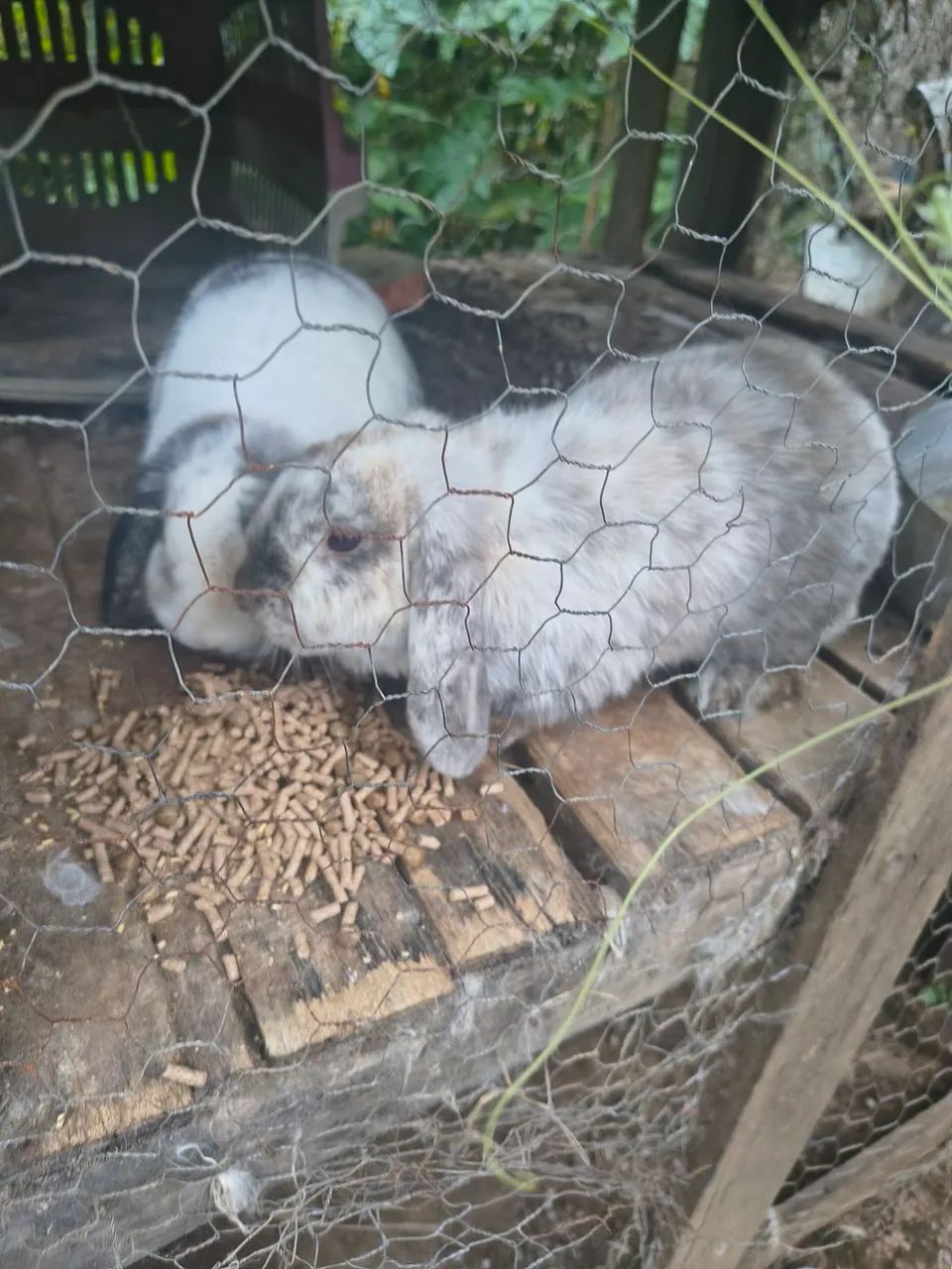 Mini lop fêmeas  - Foto 3