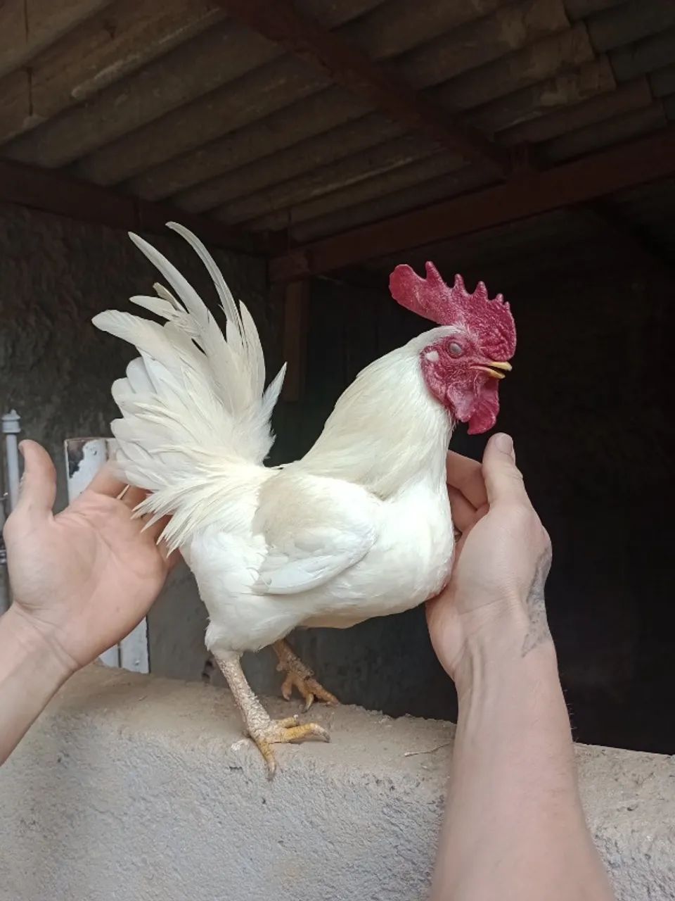 Galos garnizé - Foto 2