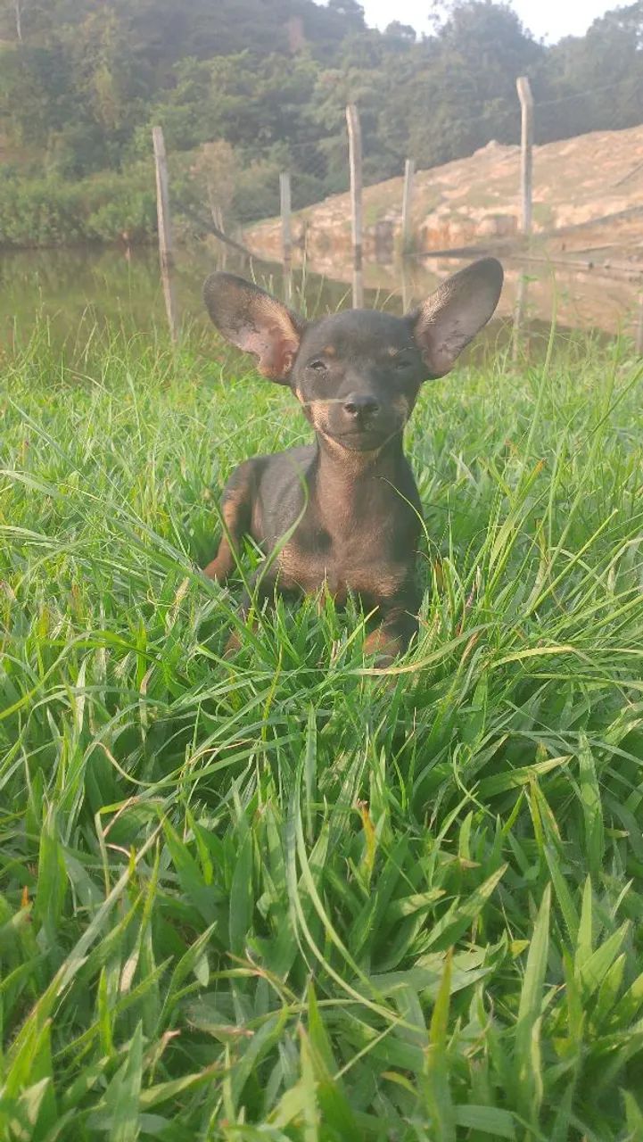 Vende  se Pincher macho 