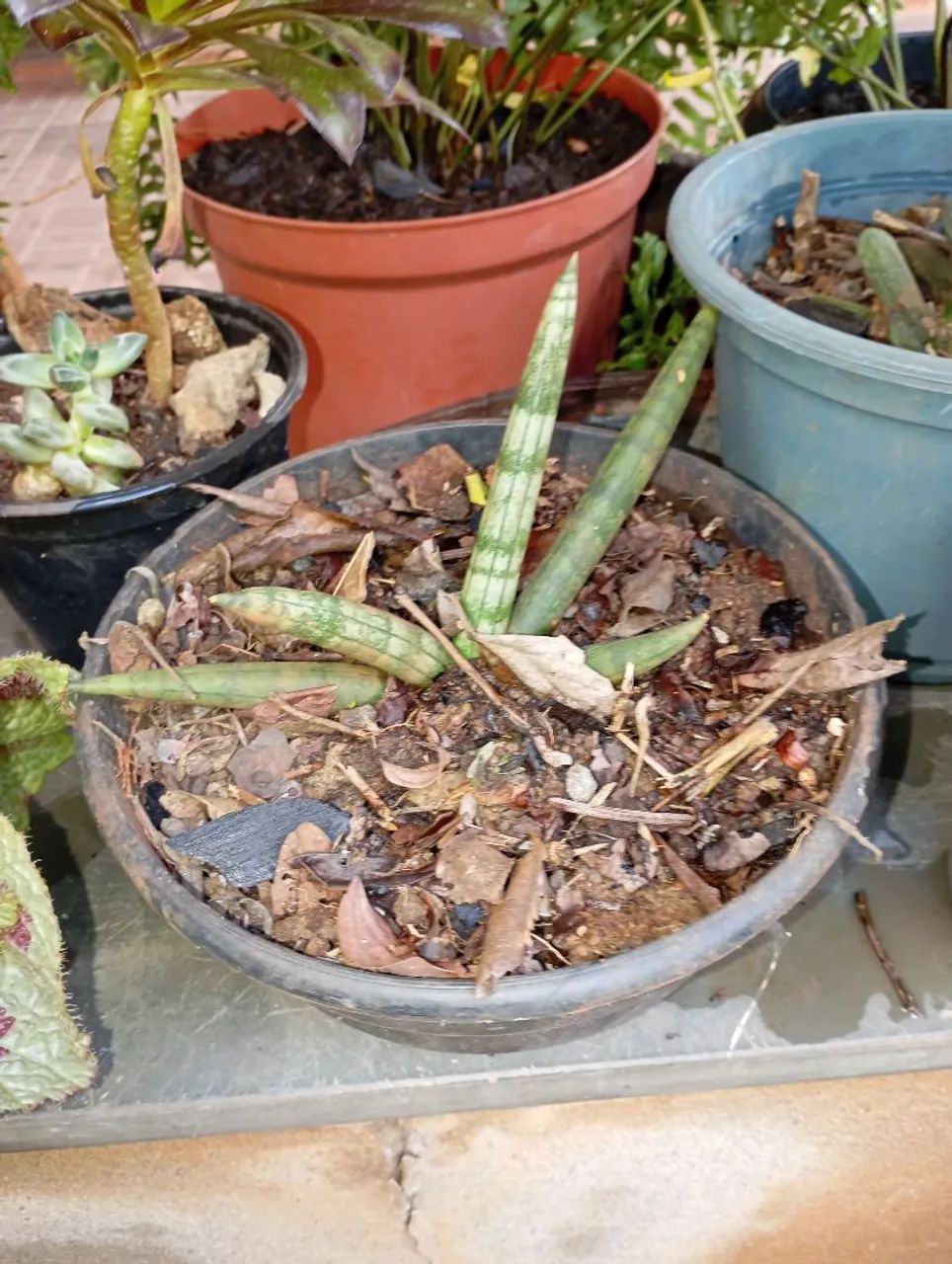 Plantas e sementes  - Foto 3