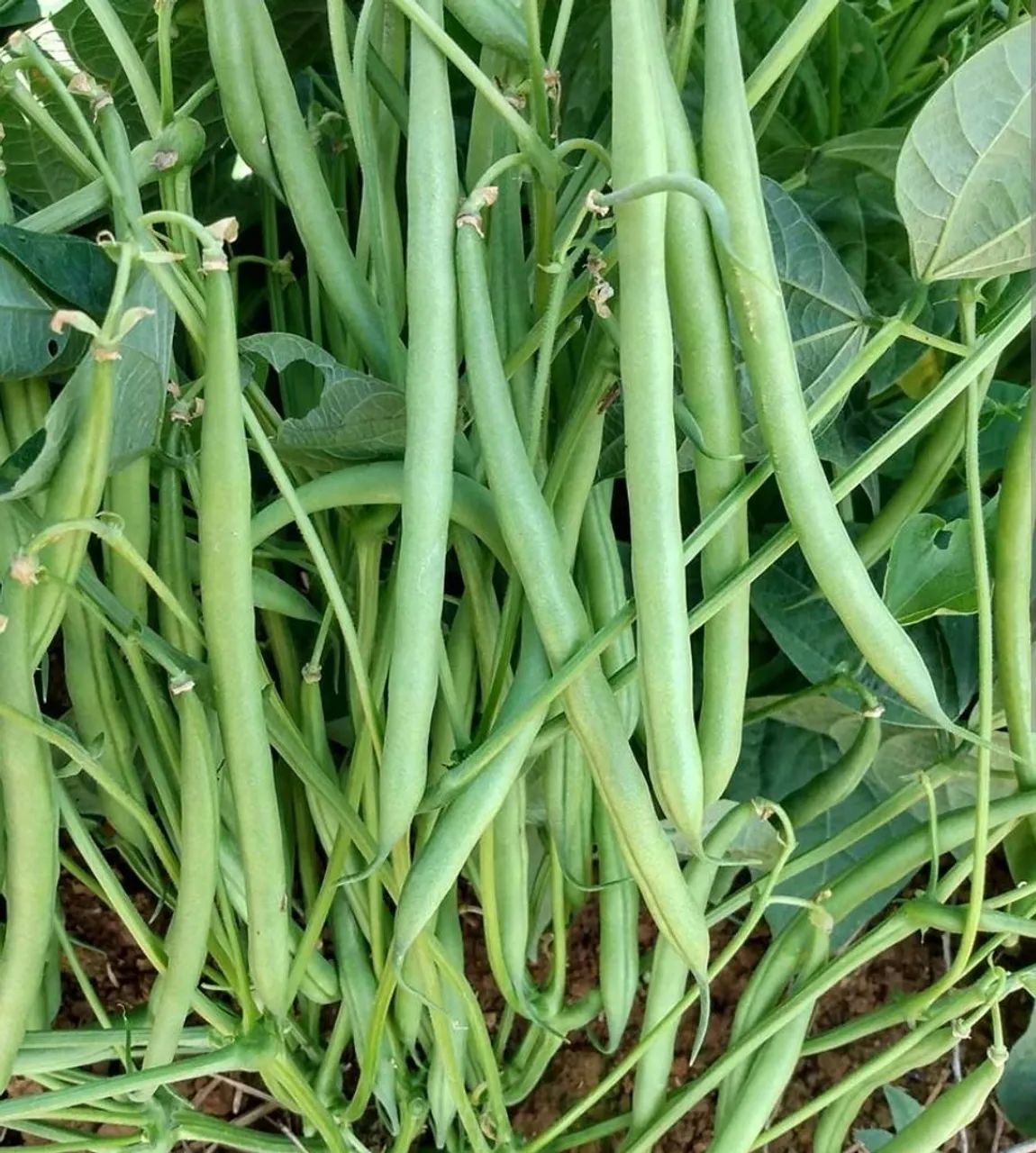 Feijao de vagem 