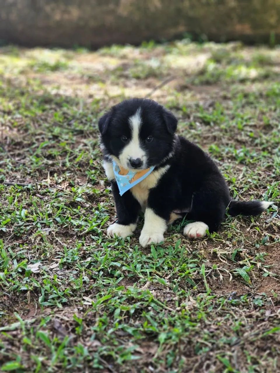 Lindos Filhotes de Border Collie 