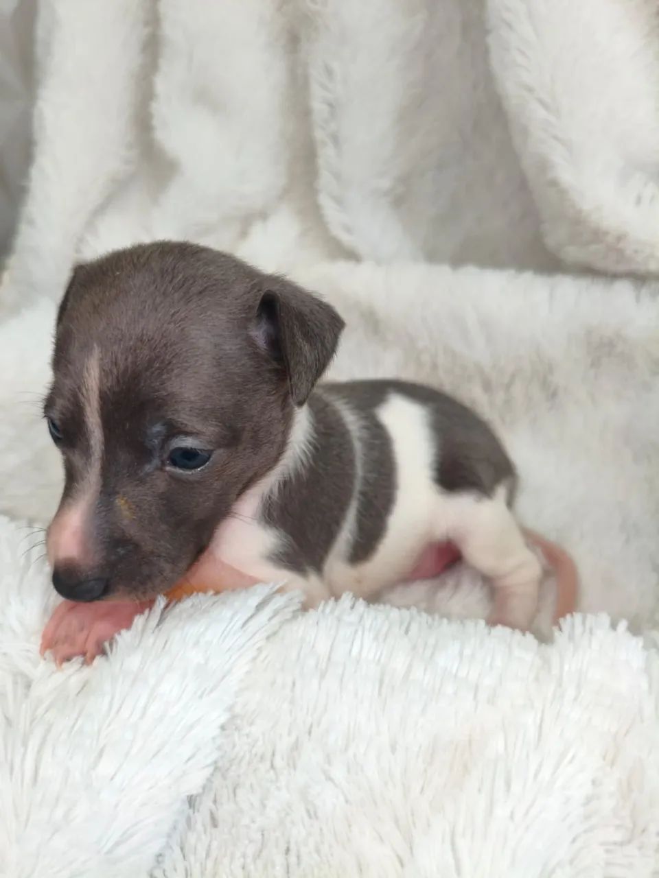 Galgo Italiano - Foto 4