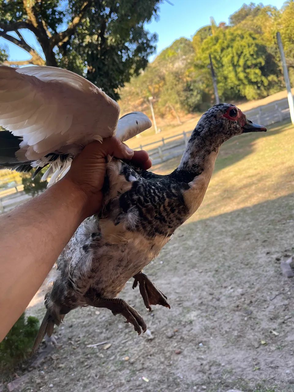 Pata com patinhos 