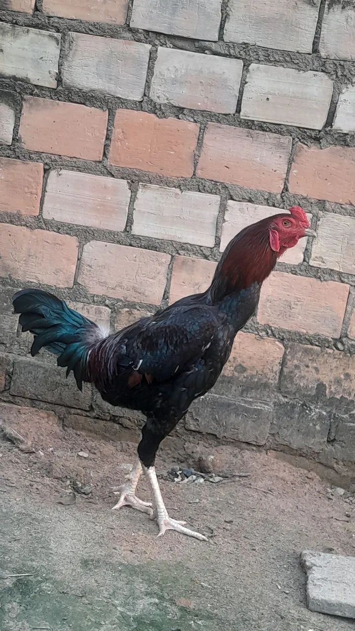 Vendo galo - Foto 2