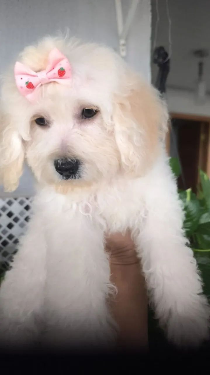 Vendo uma linda filhotinha de poodle 