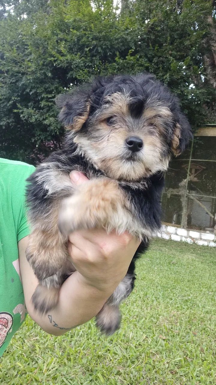 Yorkpoo ( York com poodle ) machos 