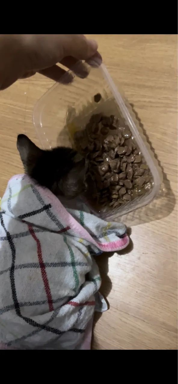 Filhote de Gato - Foto 4