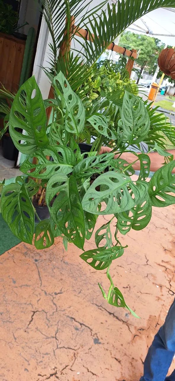 Planta mosntera 