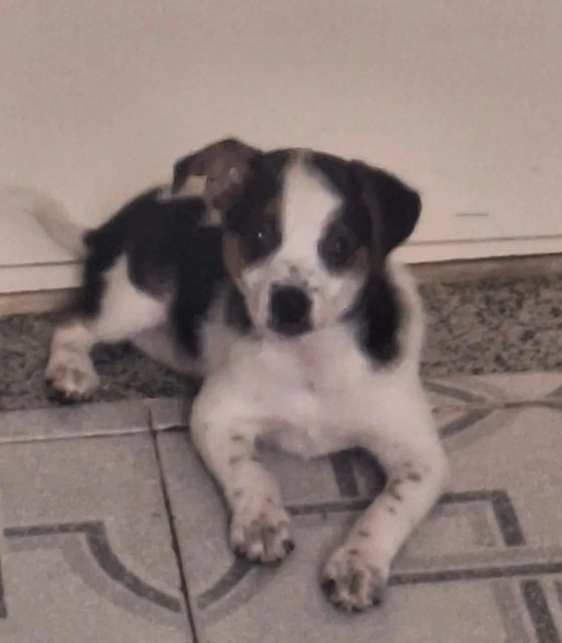 Adoção responsável  - Foto 2