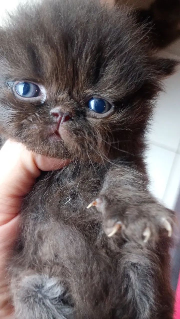 Gata persa pura - Foto 4