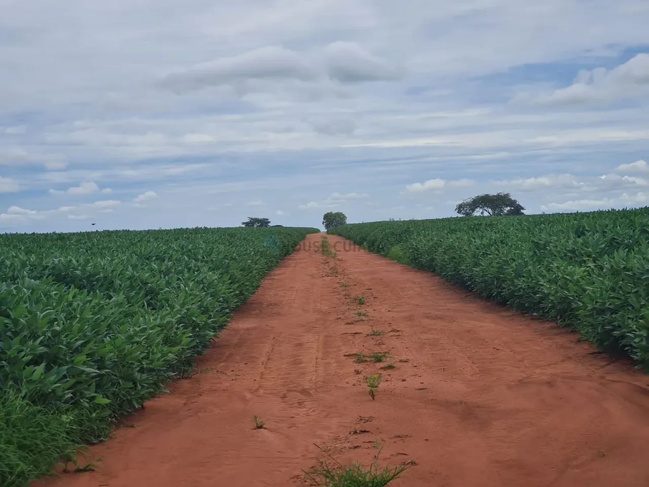 FAZENDA À VENDA  REGIÃO DE NOVA MUTUM  MT - Foto 5