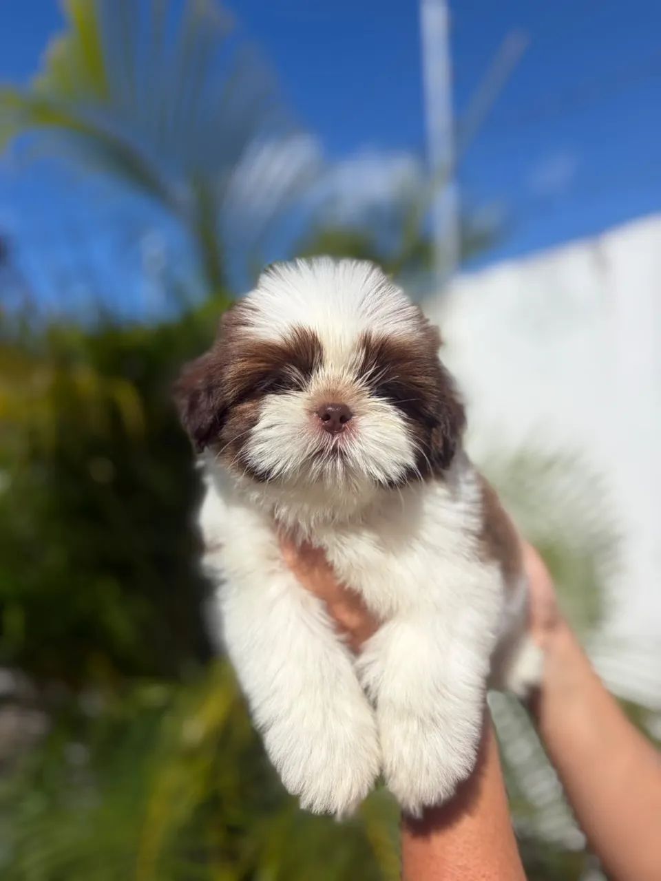 Shih tzu MACHO olhos azuis  - Foto 3