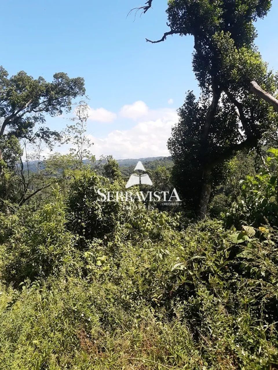 Área para reflorestamento com 57,4 hectares - Foto 4