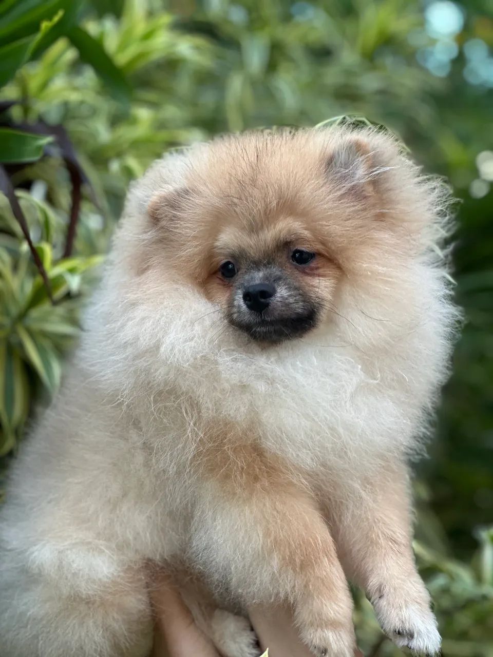 Spitz alemão com 4 vacinas  - Foto 4
