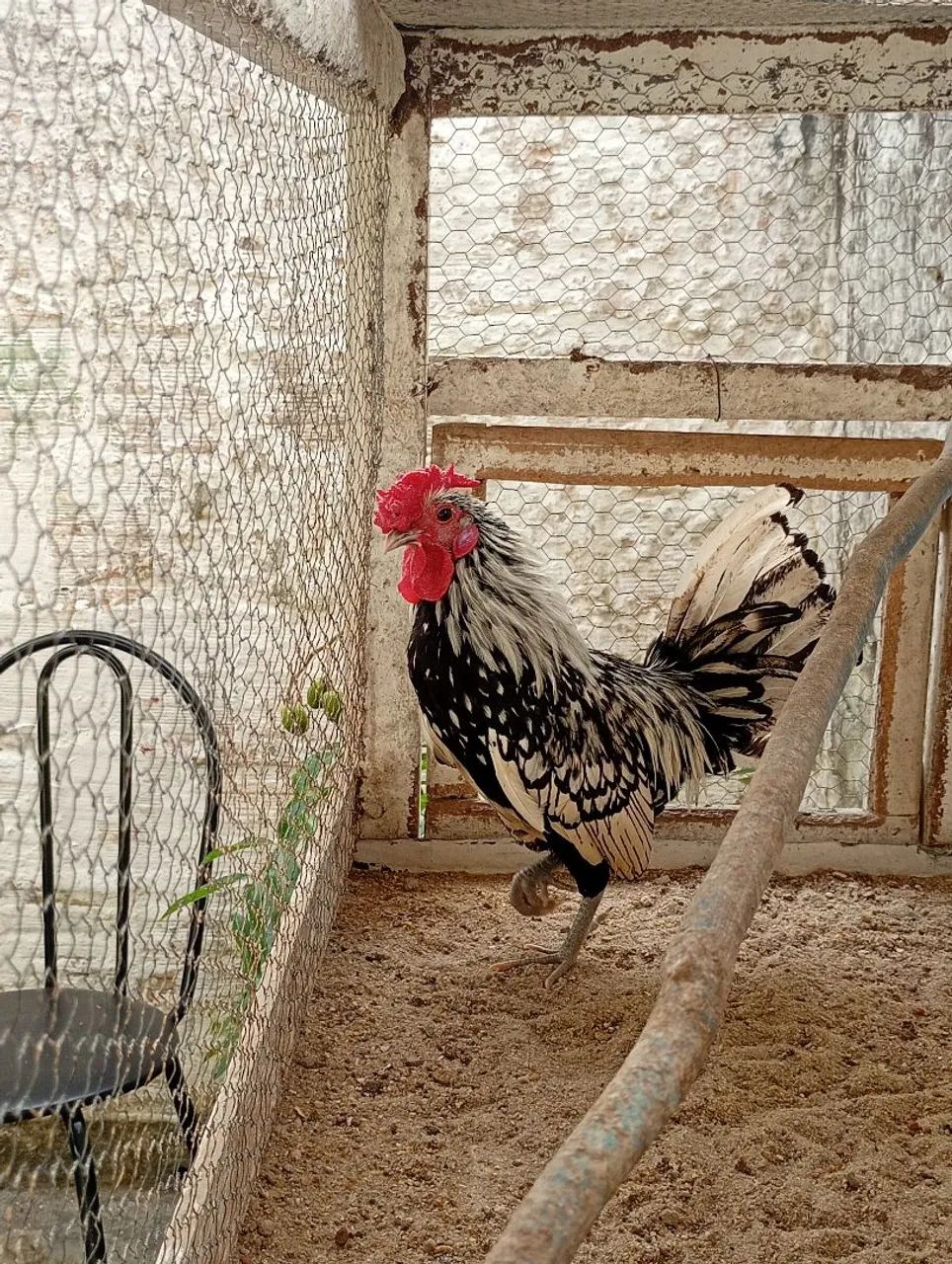 Sebright - Foto 2