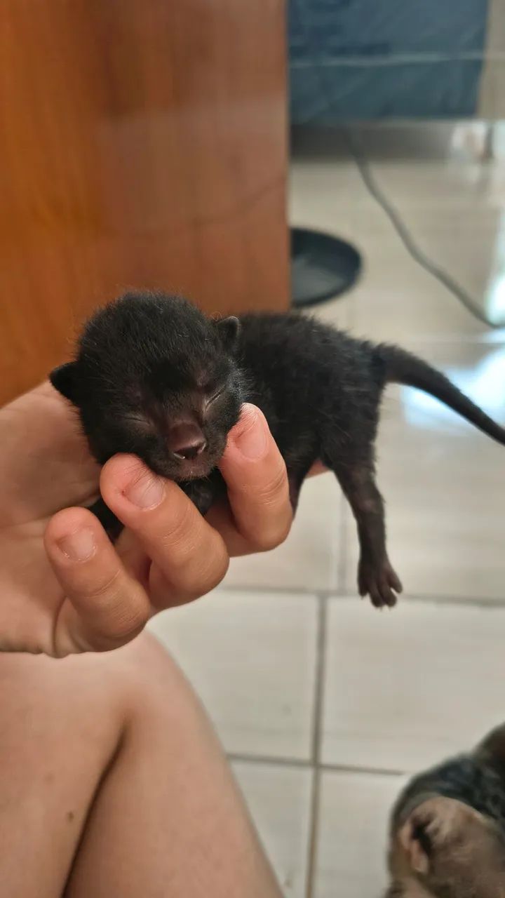 Gato - Foto 4