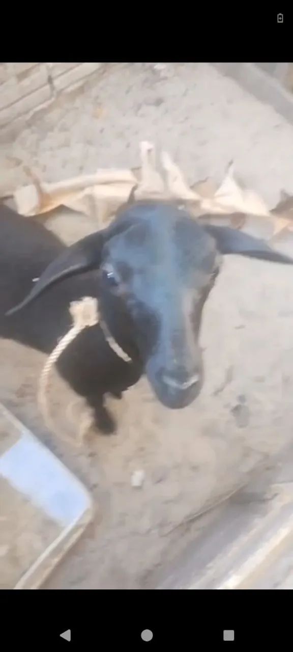 Ovelha Santa Inês fêmea  - Foto 3