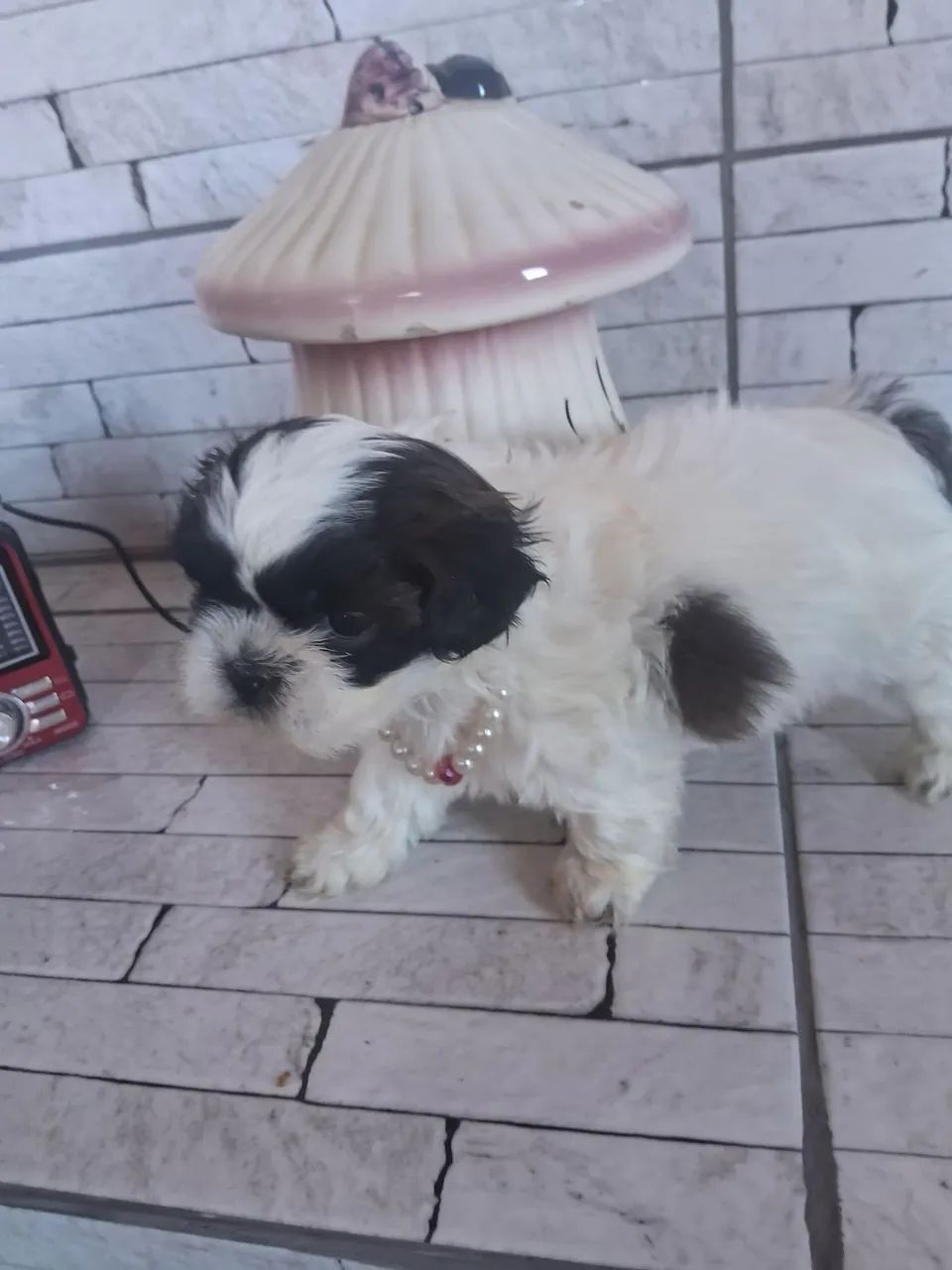 Shitzu fêmea disponivel  - Foto 3