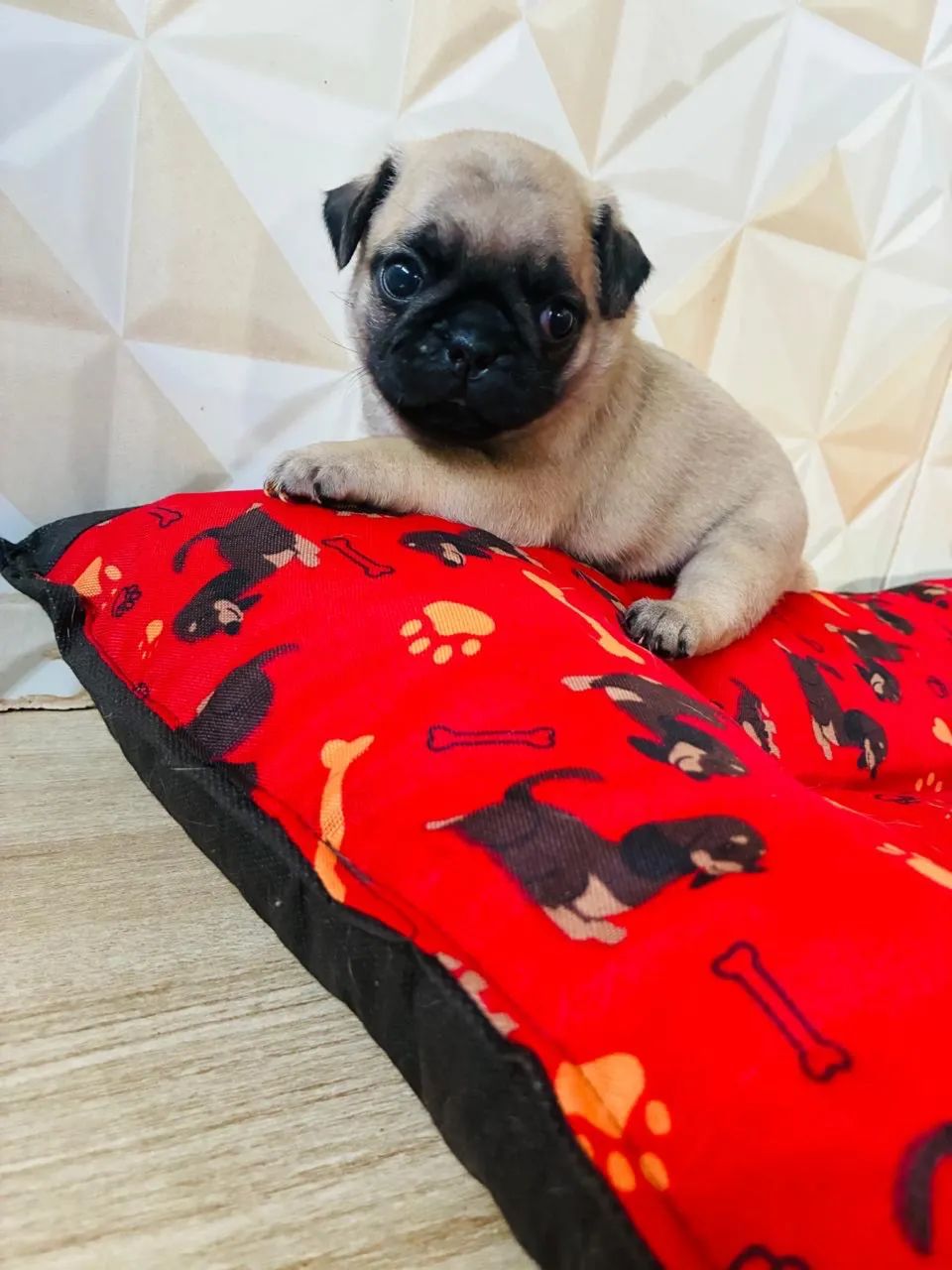 Pug - Foto 2