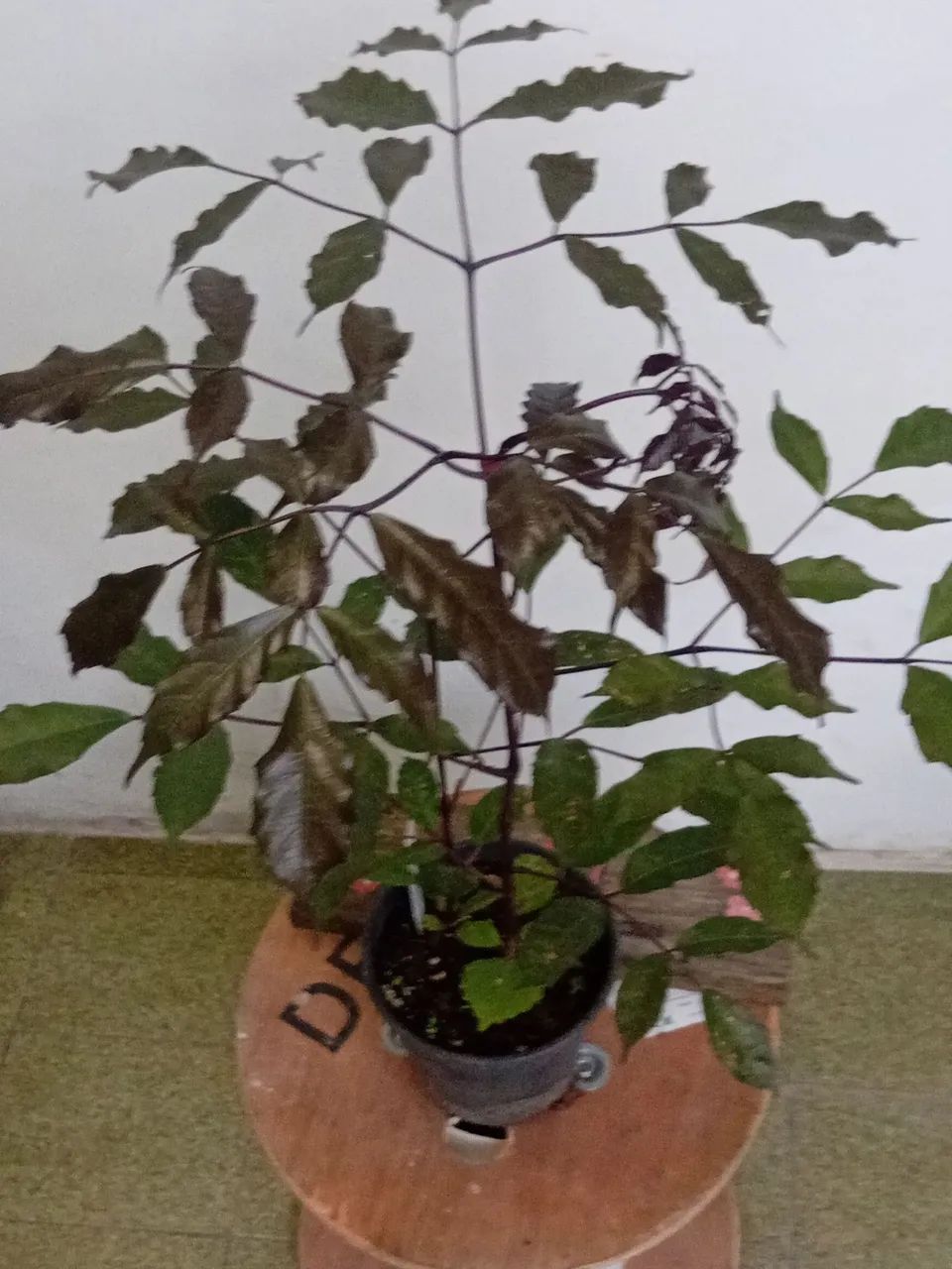 Muda planta pe de café. - Foto 2