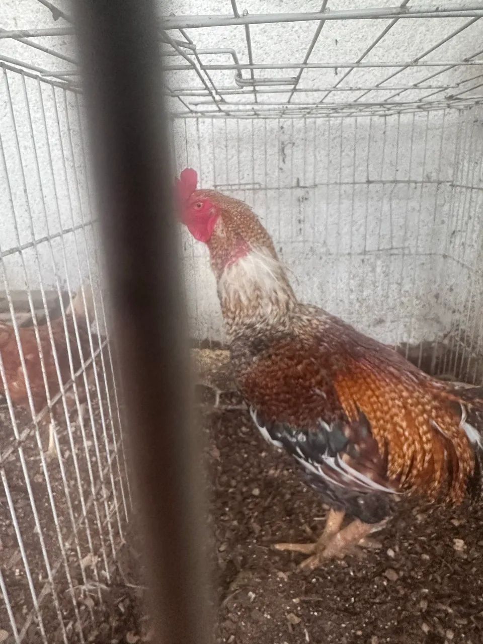 Galo de raça  - Foto 2