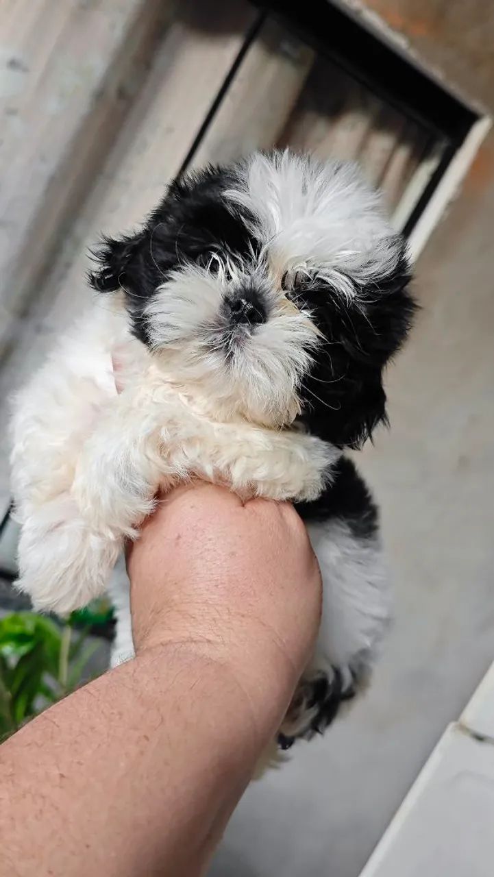 Lindo macho Shitzu micro a pronta entrega  - Foto 2