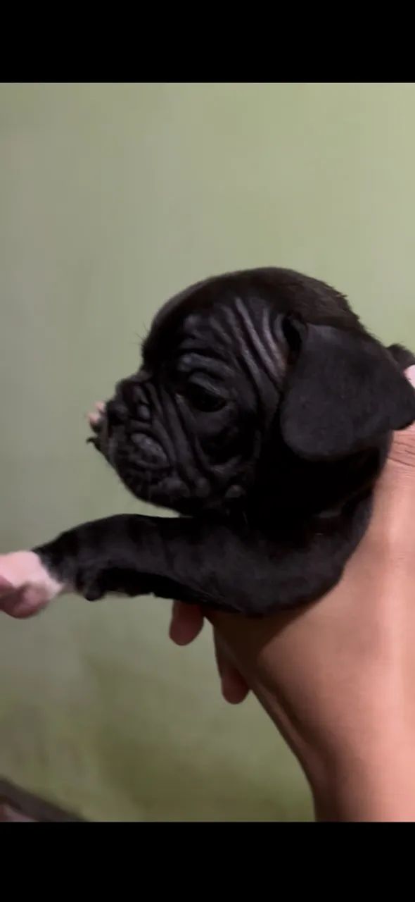 Buldogue premium  - Foto 5