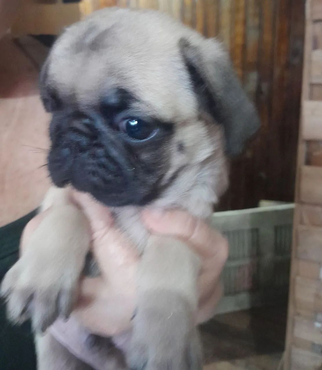 Filhote de pug macho  - Foto 2