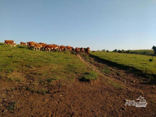 Fazenda à venda, 2699994 m² por r$ 6.500.000 - rural - reserva do iguaçu/pr - Foto 6