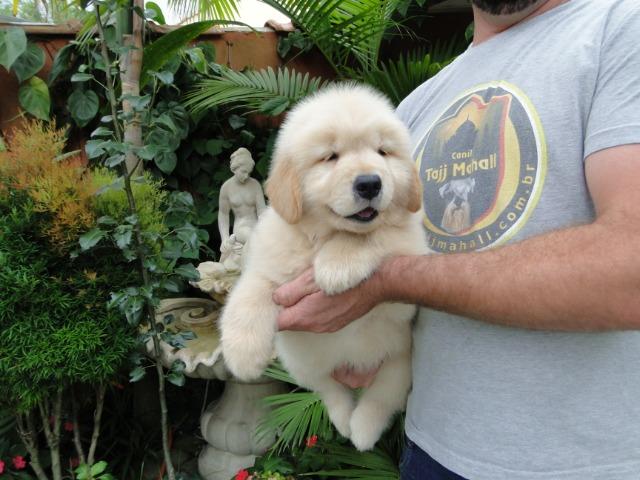 Golden Retriever - belíssimos filhotes Canil Tajj Mahall. Faça a sua reserva !!! - Foto 3