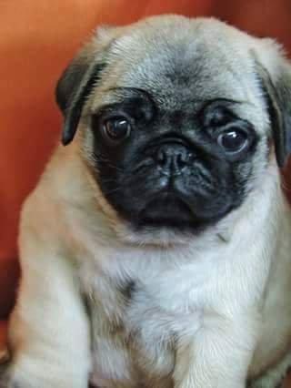 PUG Os mais belos filhotes, excelente linhagem e Pedigree CBKC