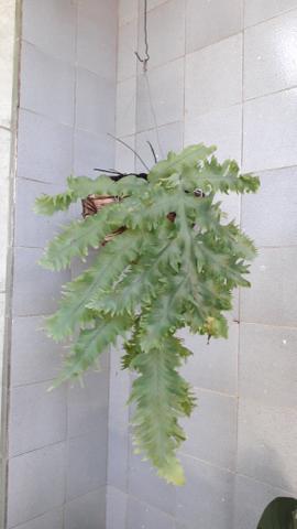 Vendo - Foto 4
