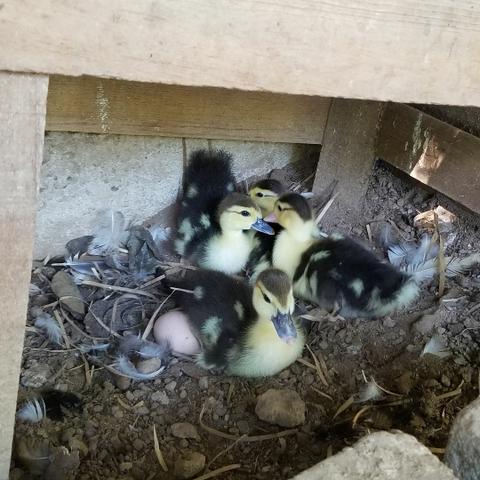 Patos Novinhos com 30 a 40 dias
