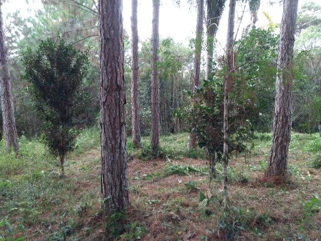 Chacara - Foto 3